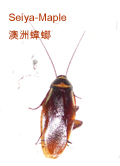 殺蟑螂