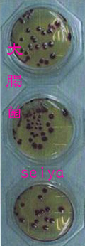 大腸菌